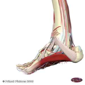 Functional Hallux Limitus - The problems with testing it ...